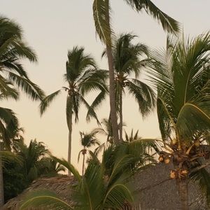 Meet your Posher, Cedar